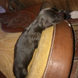 Girl 3 - Aussiedoodle puppy in Paint Rock, Alabama from Kotah’s Kennels