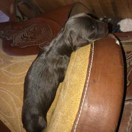 Girl 3 - Aussiedoodle puppy in Paint Rock, Alabama from Kotah’s Kennels