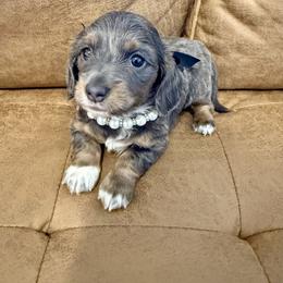 Vivian - Gray (blue) and tan female Dachshund puppy in Fort Gibson, Oklahoma from Cooper’s Dachshunds