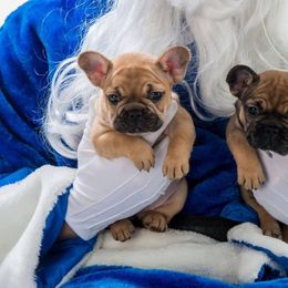 French Bulldog Puppies from Von Bales French Bulldogs