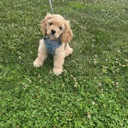 Cocker Spaniel Puppies from Ozark Haven Farm