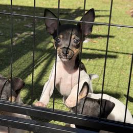 Blue Boy - White black and tan male Toy Fox Terrier puppy in Fort Worth, Texas from Blue Line Kennel