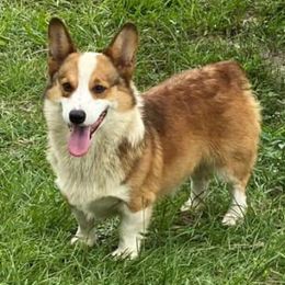 Hippy - Pembroke Welsh Corgi