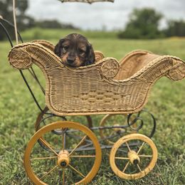 Dachshund Puppies from Itty Bitty Dachshunds