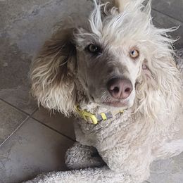 Poodles from AKC Standard Poodle Puppies and Studs