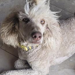 Poodles from AKC Standard Poodle Puppies and Studs