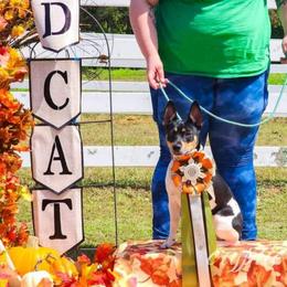 Hubble - Rat Terrier