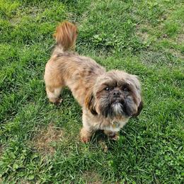 Bear - Shih Tzu
