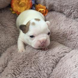 Girl 4 - Fawn female French Bulldog puppy in Galt, California from The three little frenchies