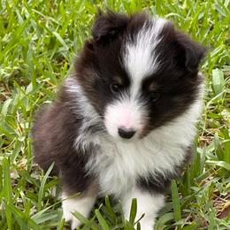 Astro - Black white and tan male Shetland Sheepdog puppy in Miami, Florida from Cielito Lindo Shelties