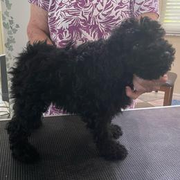 Black Girl - Black female Puli puppy in Ocala, Florida from Bowmaker Pulik