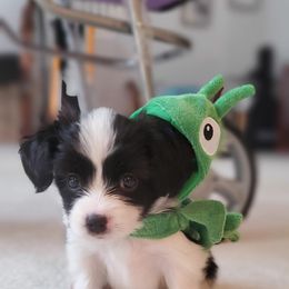 Papillon Puppies from Enchanting Papillons