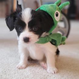 Papillon Puppies from Enchanting Papillons