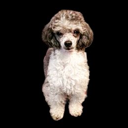 Tuesday - Poodle