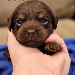 Evee - Brown and tan female Cockapoo puppy in Perry, Arkansas from Parker's Cockapoos