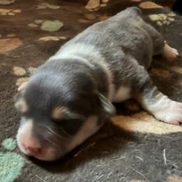Martha - Gray and white female American Corgi puppy in Grants Pass, Oregon from KnR Antler Dogs