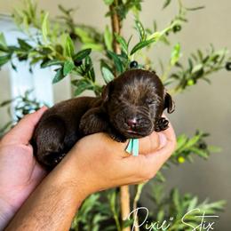 Pixie - Chocolate female Labrador Retriever puppy in Amery, Wisconsin from Cornerstone Retrievers