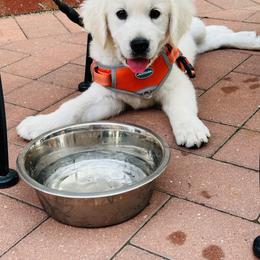 Golden Retriever and Labrador Retriever Puppies from Golden Bundles