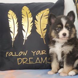Pomsky Puppies from Candyland Pomskies