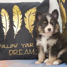 Pomsky Puppies from Candyland Pomskies