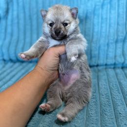 Yukon - Wolf sable male Pomsky puppy in Aberdeen, Idaho from Willow Creek Cresteds