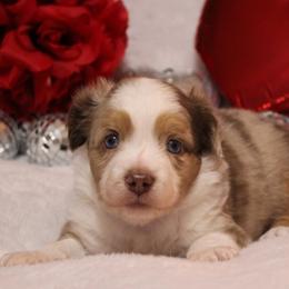 Miniature Australian Shepherd Puppies from Jennifer Townley