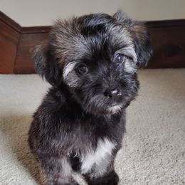 Amber - Red sable female Havanese puppy in Kinston, North Carolina from Court Jester Havanese and Prissy Diva Russian Salon Dogs