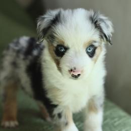 Miniature American Shepherd Puppies from AKC Emerald Minis