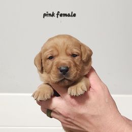 Pink collar female - Yellow female Labrador Retriever puppy in Hebron, Kentucky from Top Notches Labrador Retrievers