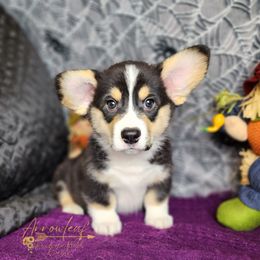Pembroke Welsh Corgi Puppies from Arrowleaf Corgis