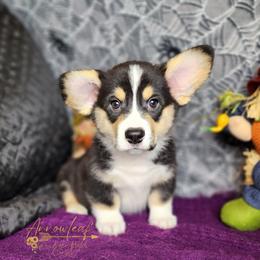 Pembroke Welsh Corgi Puppies from Arrowleaf Corgis