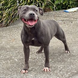 Jazzy - Staffordshire Bull Terrier