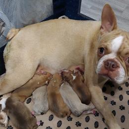 Boston Terrier Puppies from Twist of Faith Farms