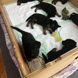 German Shepherd Puppies from Wonder Paws German Shepherds