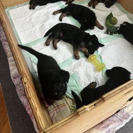 German Shepherd Puppies from Wonder Paws German Shepherds
