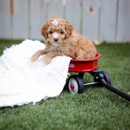 Jay - Red  male Goldendoodle puppy in Boise, Idaho from Goldendoodle Baby