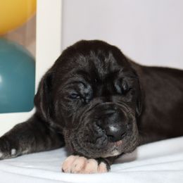 Girl 1 - Great Dane puppy in Michigan from Ohana Great Danes of Michigan