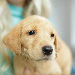 Guinness - Yellow male Labrador Retriever puppy in Allons, Tennessee from UC Labradors LLC