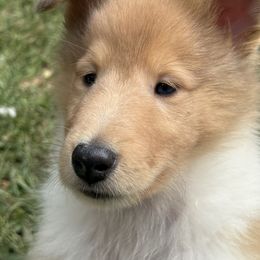 Puppy boy 2 - Sable merle and white male Collie puppy in Roaring Brook Twp, Pennsylvania from Denby Berger Picards and Collies