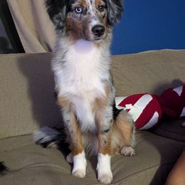 Kane - Miniature Australian Shepherd