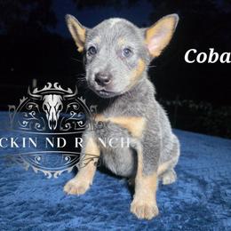 Cobalt - Blue male Australian Cattle Dog puppy in Silsbee, Texas from Rockin ND Ranch