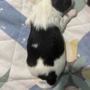 Boy 1 - White and black male Japanese Chin puppy in Connecticut from Lissette's pups chins and bullies