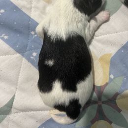 Boy 1 - White and black male Japanese Chin puppy in Connecticut from Lissette's pups chins and bullies