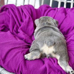 French Bulldog Puppies from GBPGENETICS