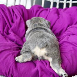 French Bulldog Puppies from GBPGENETICS
