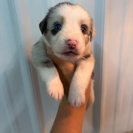 Blue Merle male 1 - Blue merle male Miniature American Shepherd puppy in Osco, Illinois from Sonnenhügel Kennel, LLC