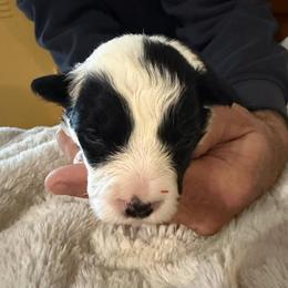 Finch - Black and white female Border Collie puppy in Lakeview, Michigan from Haven Creek Farm