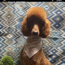 Maple - Poodle