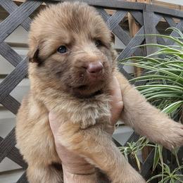 Wölfin - Liver female German Shepherd puppy in Olean, New York from F&B Kennels