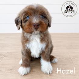 Hazel - Tri-color female Bernedoodle puppy in Greenville, Texas from Doodles of Promise